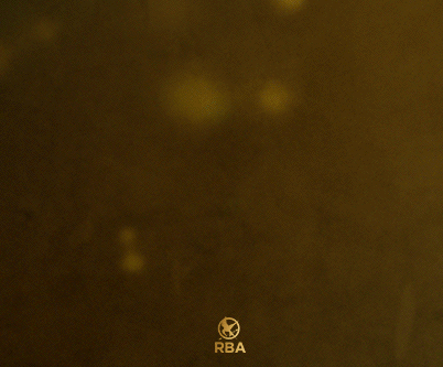 Balada de pájaros cantores y serpientes